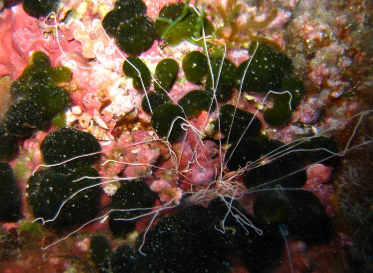 Eupolymnia sp.